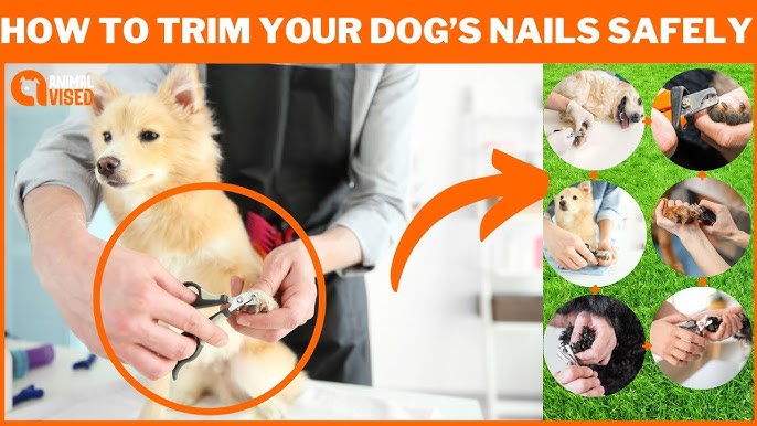 How to Cut Dog Hair with Scissors: 11 Steps (with Pictures)