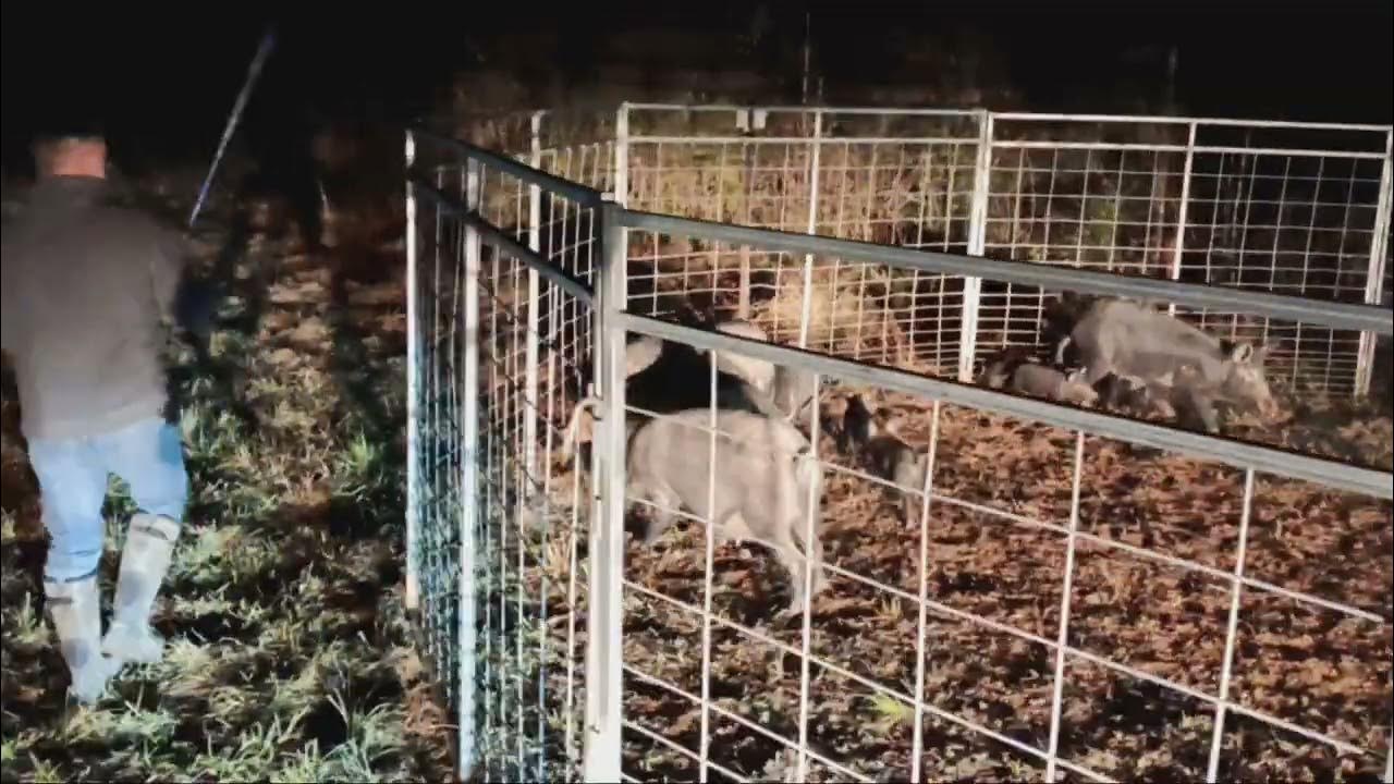 Trapping Wild Hogs in New Caney, Texas YouTube