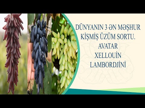 Video: İfritə Barmaq Üzümü Nədir - Artan Cadugər Barmaq Üzümü haqqında məlumat