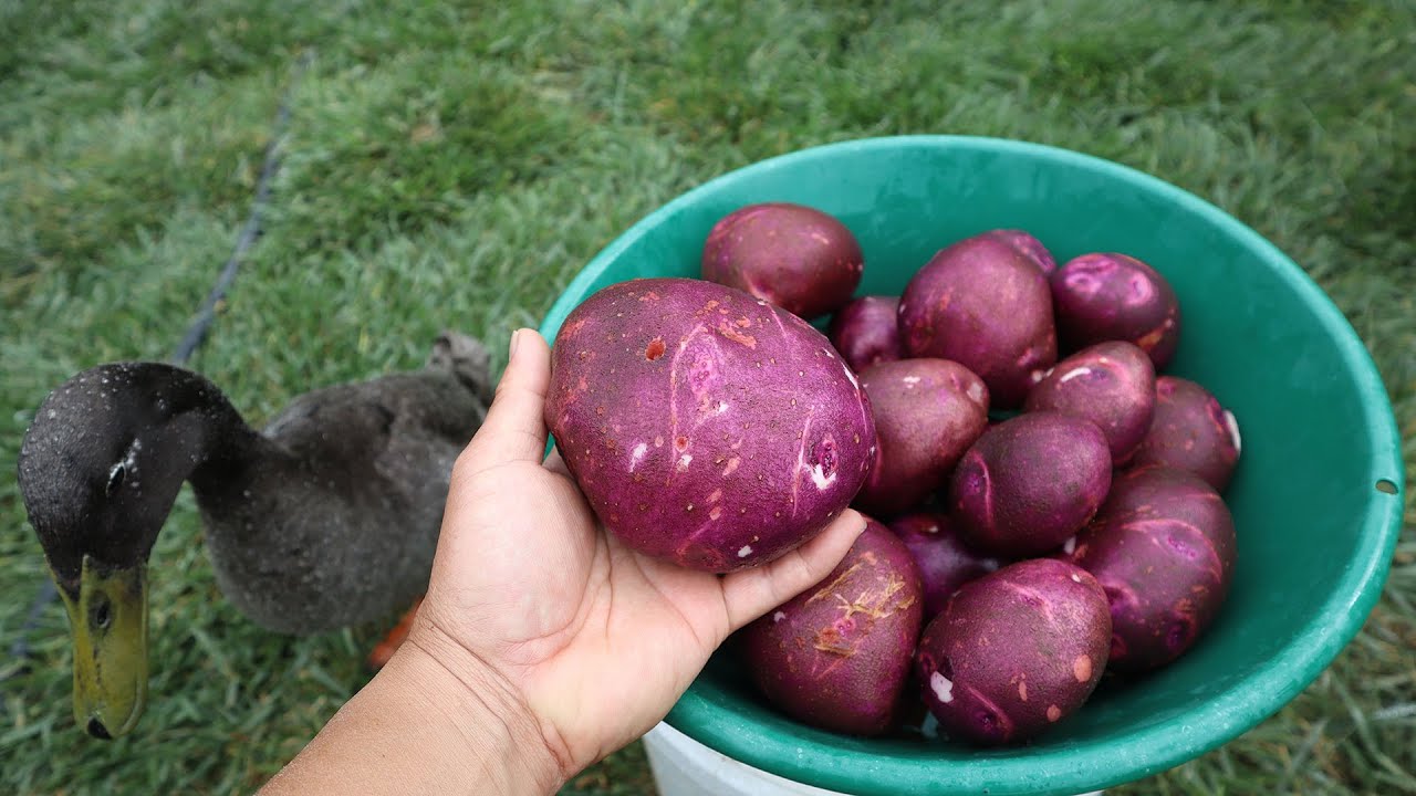 2025 April 24 -- Succession Viking + Huckleberry Gold Potato Harvest