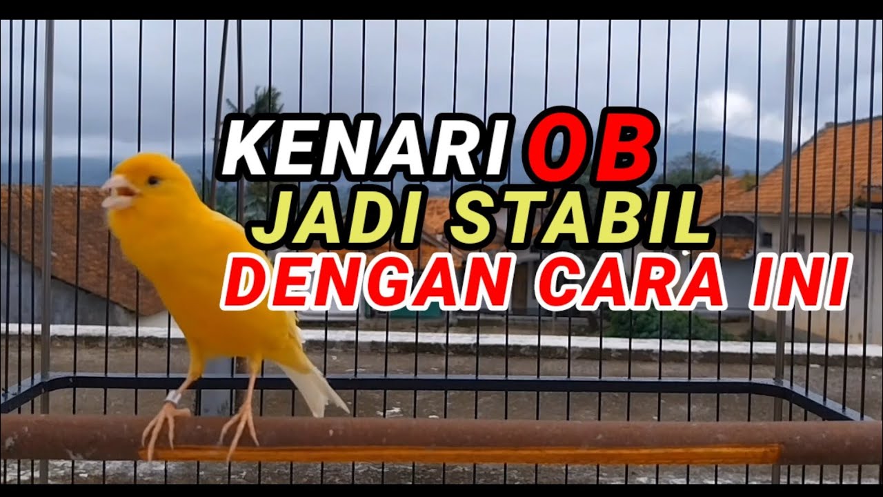 Cara menurunkan OB over birahi pada burung kenari || Tutorial Mandi malam burung kenari