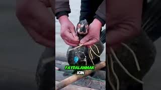 Karabatak Kuşlarıyla Balıkçılık ? 🐟🎣