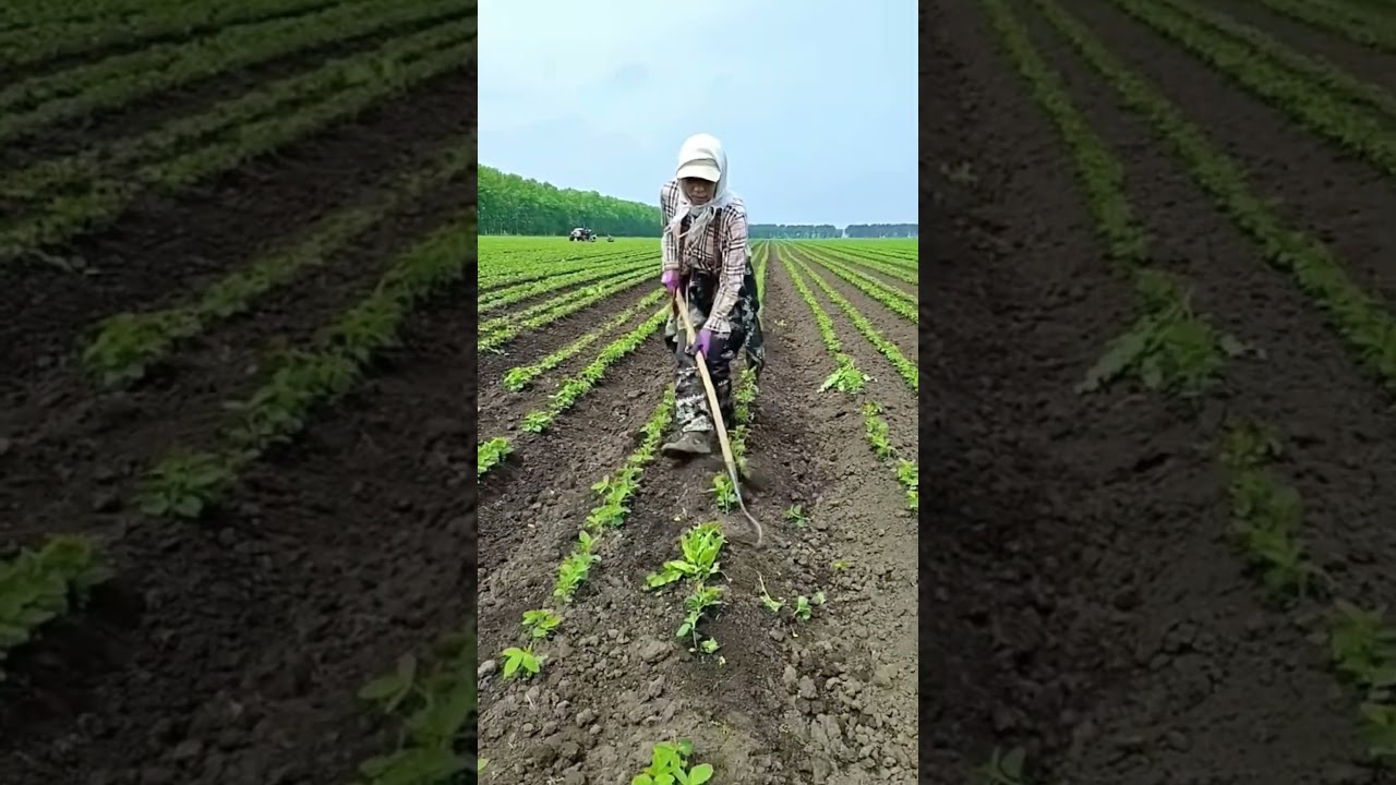 Efficient weeding