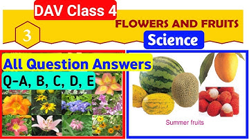 Dav Class 4 Science Chapter 3 Flowers and Fruits|Question Answer|