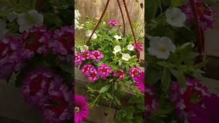 Вербена В Кашпо - Украшение Балкона И Террасы #Цветы #Дача #Сад #Flower #Flowering #Garden #Gardens