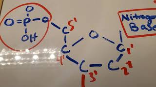 DNA Structure: 3' 5'