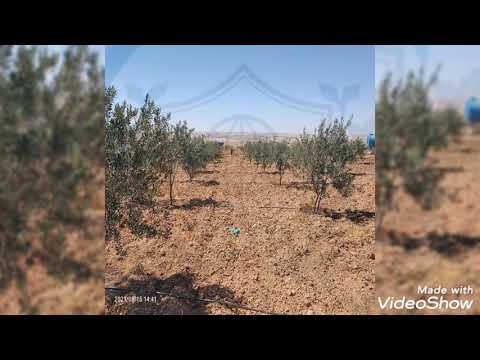 مزرعة للبيع في مأدبا ذيبان