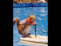 Tupai Ini Jago Bermain Ski 🐿️⛷️ #shortvideo #shortsfeed #tupai