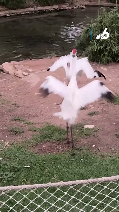 Zoo Animals react to total solar eclipse