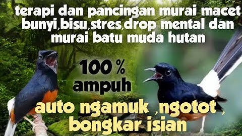 terapi dan pancingan murai batu macet bunyi,stres dan drop mental juga murai muda hutan