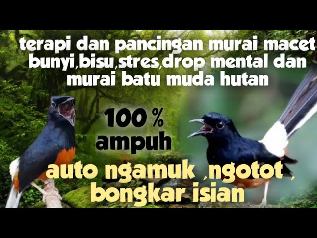 terapi dan pancingan murai batu macet bunyi,stres dan drop mental juga murai muda hutan class=