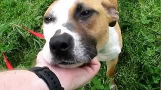 "Mitzi" 3905 Female Beagle/Boxer Mix DCAC March 29, 2012