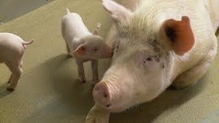 Keeping Pigs Healthy