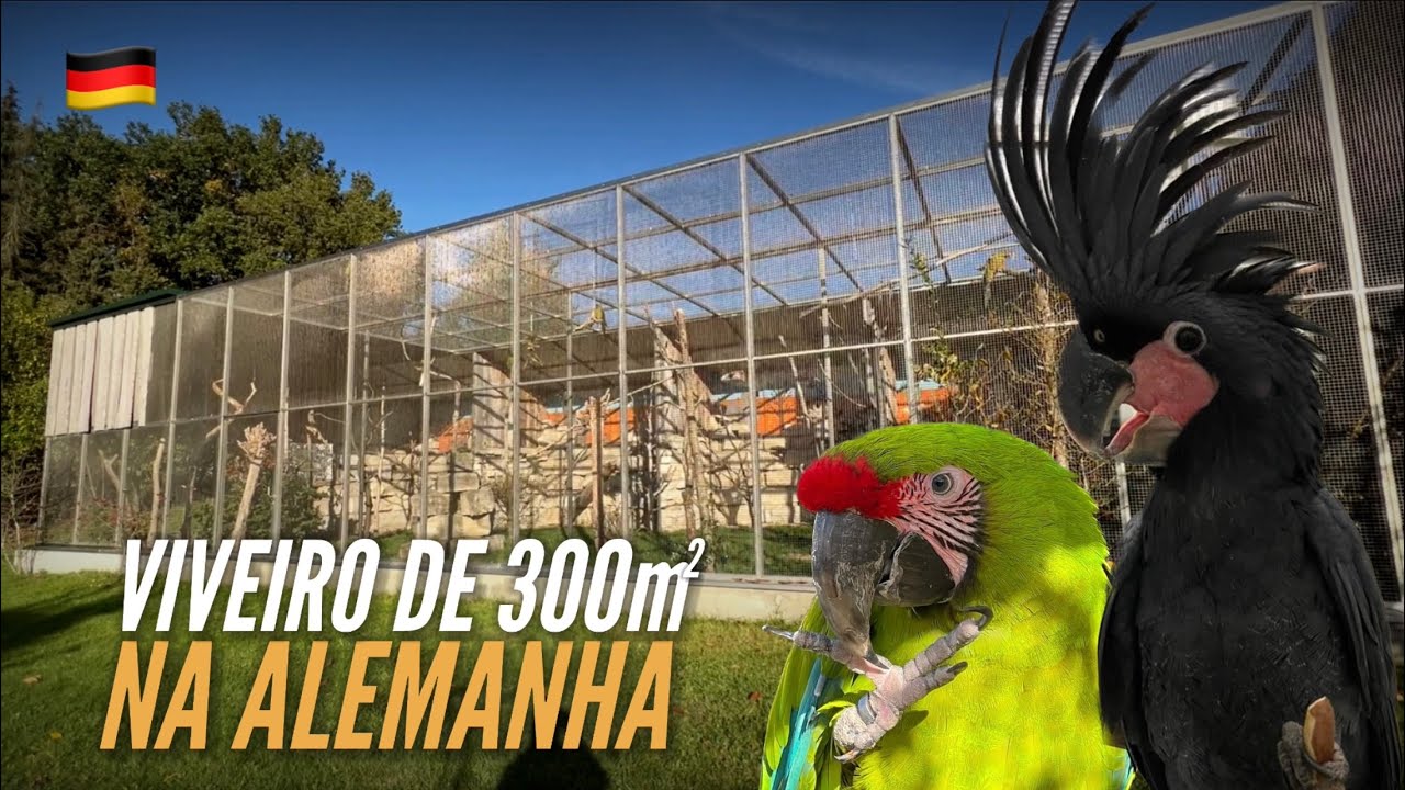 Criadouro de CACATUAS NEGRAS e ARARAS na ALEMANHA | PARROT BREEDER | #EUROTRIP