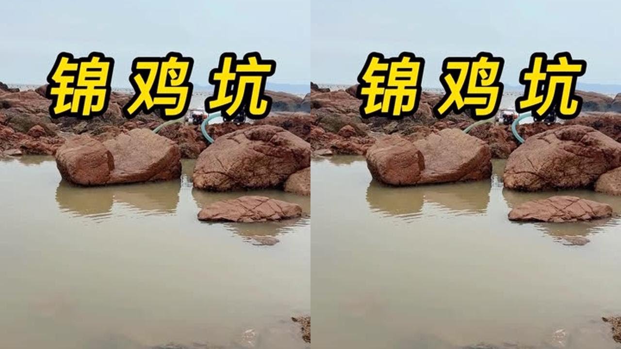 海鲜西施朋友包的宝坑，阿生带团队把它盘了，喜获巨型米鱼，鳗鱼，还有漂亮小乌贼 #赶海 #三农短视频征集大赛 #赶海抽水坑