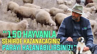 "150 Hayvanla Şehirde Kazanacağınız Parayı Kazanabilirsiniz!"