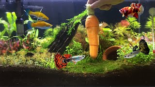 How To Setup Planted Aquarium No Co2 Nano Tank (10 Weeks Update) | Mr Decor #107