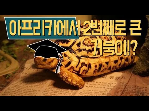 [쩡글TV] NO.1 방어력 최강의 <strong>육지거북이</strong>. 레오파드 육지 거북이의 인기대반란!?