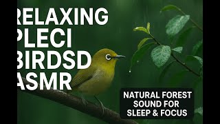 Suara Burung Pleci Yang Menenangkan Asmr  Suara Hutan Alami Untuk Tidur  Fokus