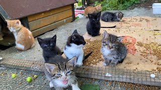 11 Beautiful Kittens that are cute and small. I gave them food. 😍