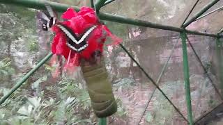 Penangkaran kupu-kupu yang Cantik