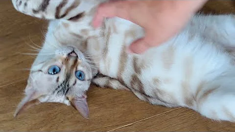 Video 11822991: snow lynx bengal, gorgeous silver bengal, kitty, cat playing