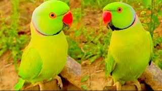 Male Ringsneck parrot sound funny parrot video 🦜 indian Ringneck parrot parrots Talking Mithu