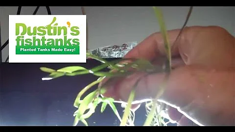 How to grow Jungle Val: jungle vallisneria, Vallis...