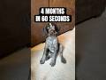 Loon’s Growth in 60 Seconds #gwp #puppy