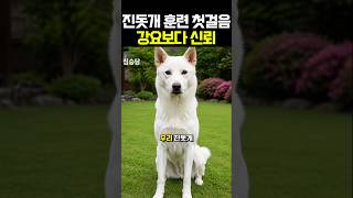 진돗개 훈련 원칙 3가지 #진도개
