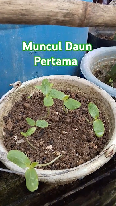 Muncul Daun Pertama Tanaman Melon #gardening #melon #fruit