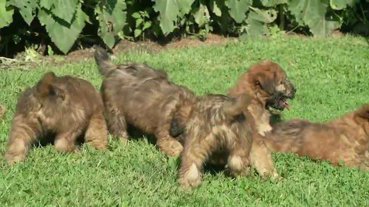 Mose Yoder's Wheaten Puppies