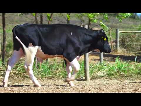LOTE 446 BOI 6151
