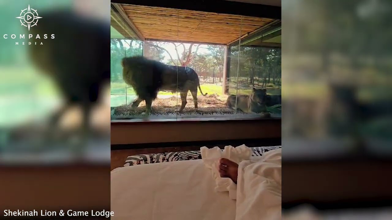 Cool Hotel Where You Can See Lions From Your Bed