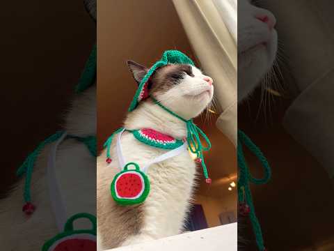 猫の平熱って36.5なの? #cat #猫のいる暮らし #ラバーガールショートコント