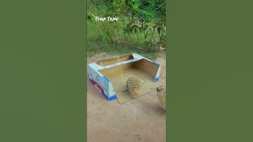 Simple Quail Trap Using Cardboard Box #shorts  #quail