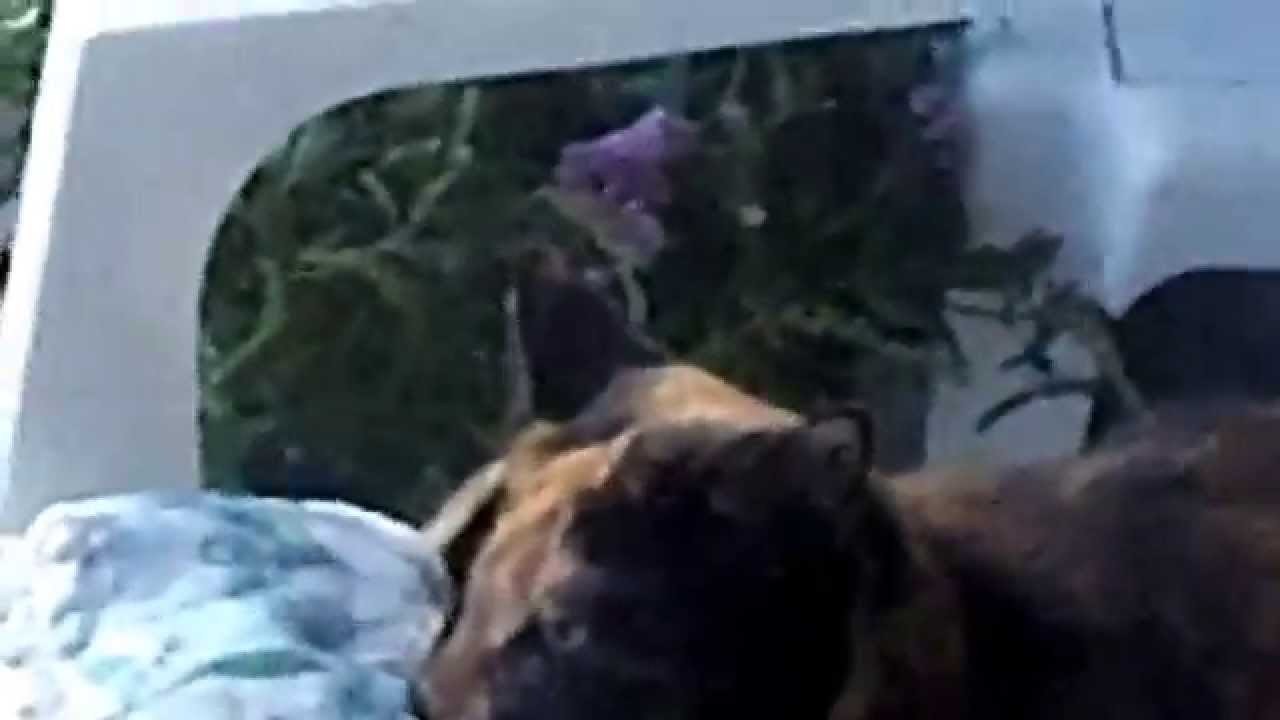 Mimzee listening to God's Great Dance Floor