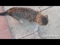 ЛОМКА ТАБАКА. ВСЕХ ПРИГЛАШАЕМ НА ОБЕД.