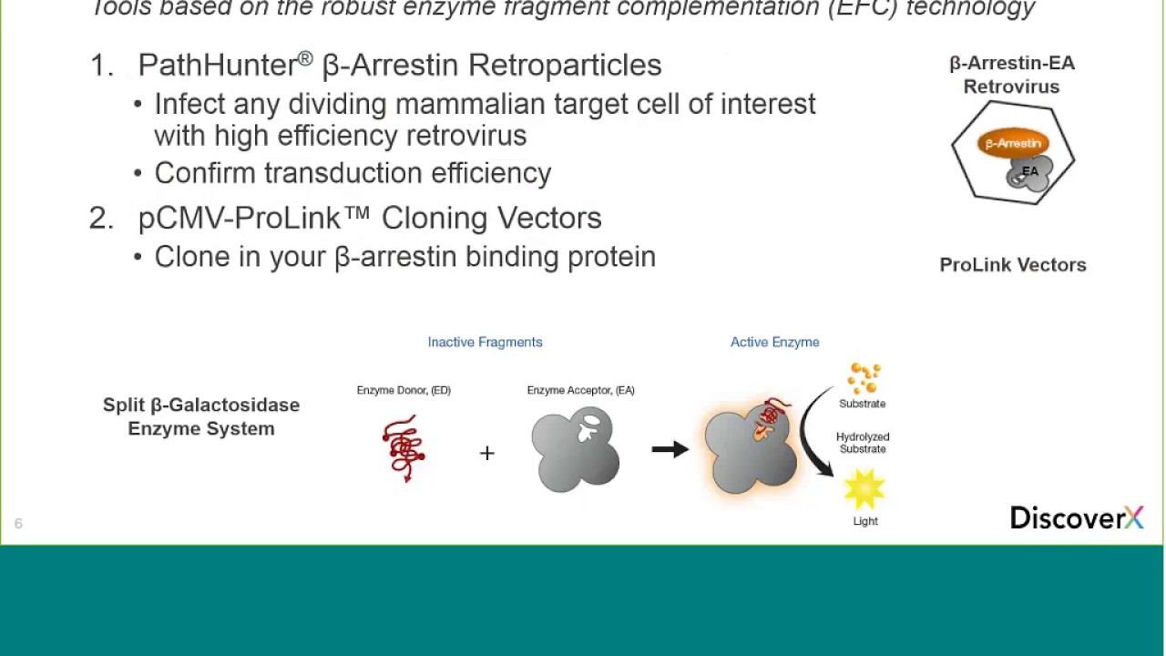 How to Make Your Own Cell-Based Assays to Study β-Arrestin Recruitment