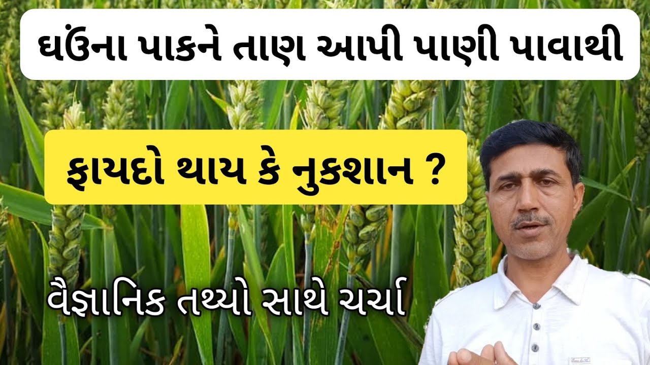 ઘઉં ઉગી ગયા પછી પેલુ પાણી | Wheat farmin | ઘઉંની વૈજ્ઞાનિક ખેતી પદ્ધતિ | Haresh Bera