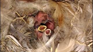 New hatched chicks