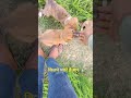 कितने प्यारे हैं भाई #puppy #dog #dogs #animals #shorts #viral #trending #shortvideo #youtube #video