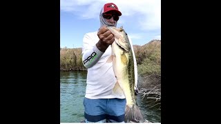 Full FISHING REPORT Friday August 5, Willow Beach / Lake Mohave / Colorado River Guide