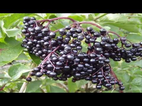 Video: ¿Son comestibles las bayas de sambucus nigra?