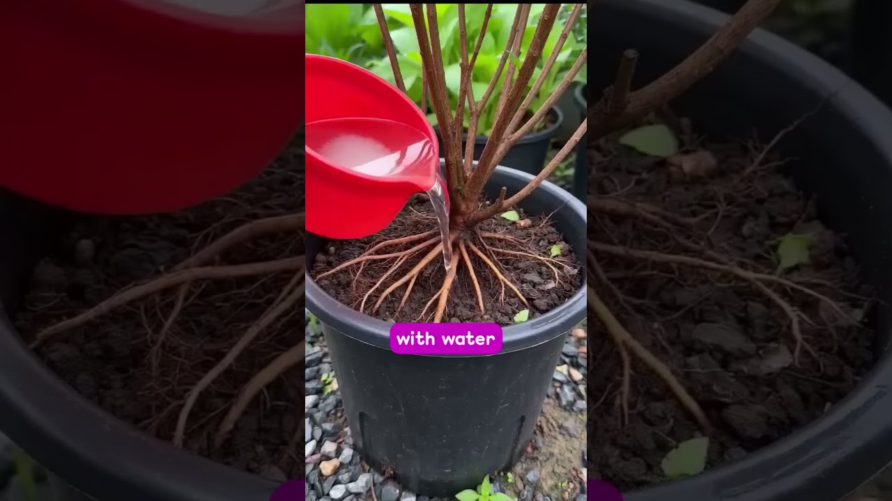 5 Kitchen Scraps That WILL Save Your Dying Plants! 🪴