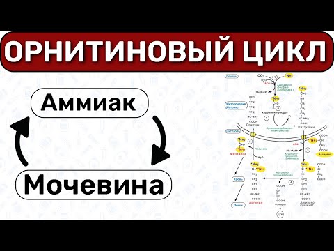 Орнитиновый цикл БИОХИМИЯ: цикл мочевины, обезвреживание аммиака