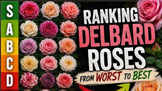 Ranking Delbard Roses From WORST to BEST