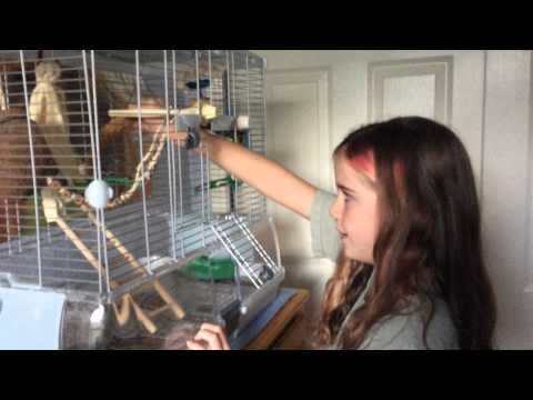 Come domare i Budgie (pappagallo)