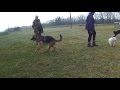 VDMp : Signaux apaisement Canins