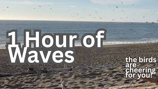 Ocean Wave Sounds (featuring Birds Having Fun) To Help You Sleep, Study, Focus on Tasks... - 1 Hour